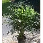 Areca
