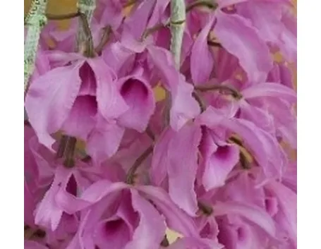 Dendrobium