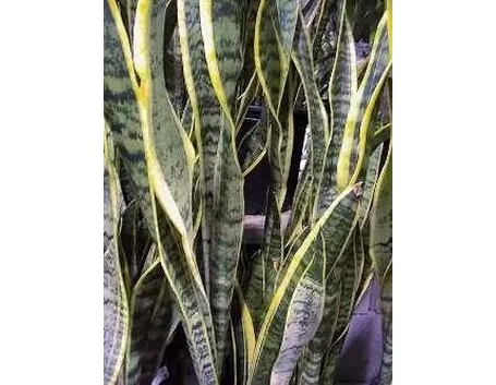 Sanseveria