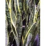 Sanseveria
