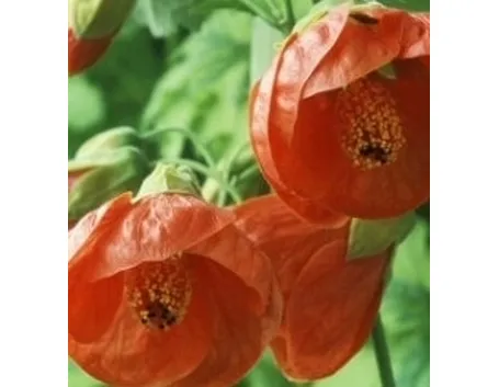 abutilon