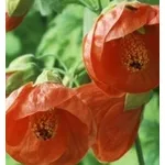 abutilon