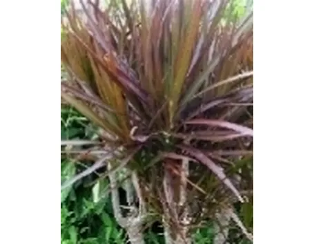 Dracaena marginata