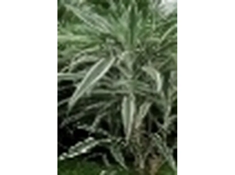 dracena a foglie striate