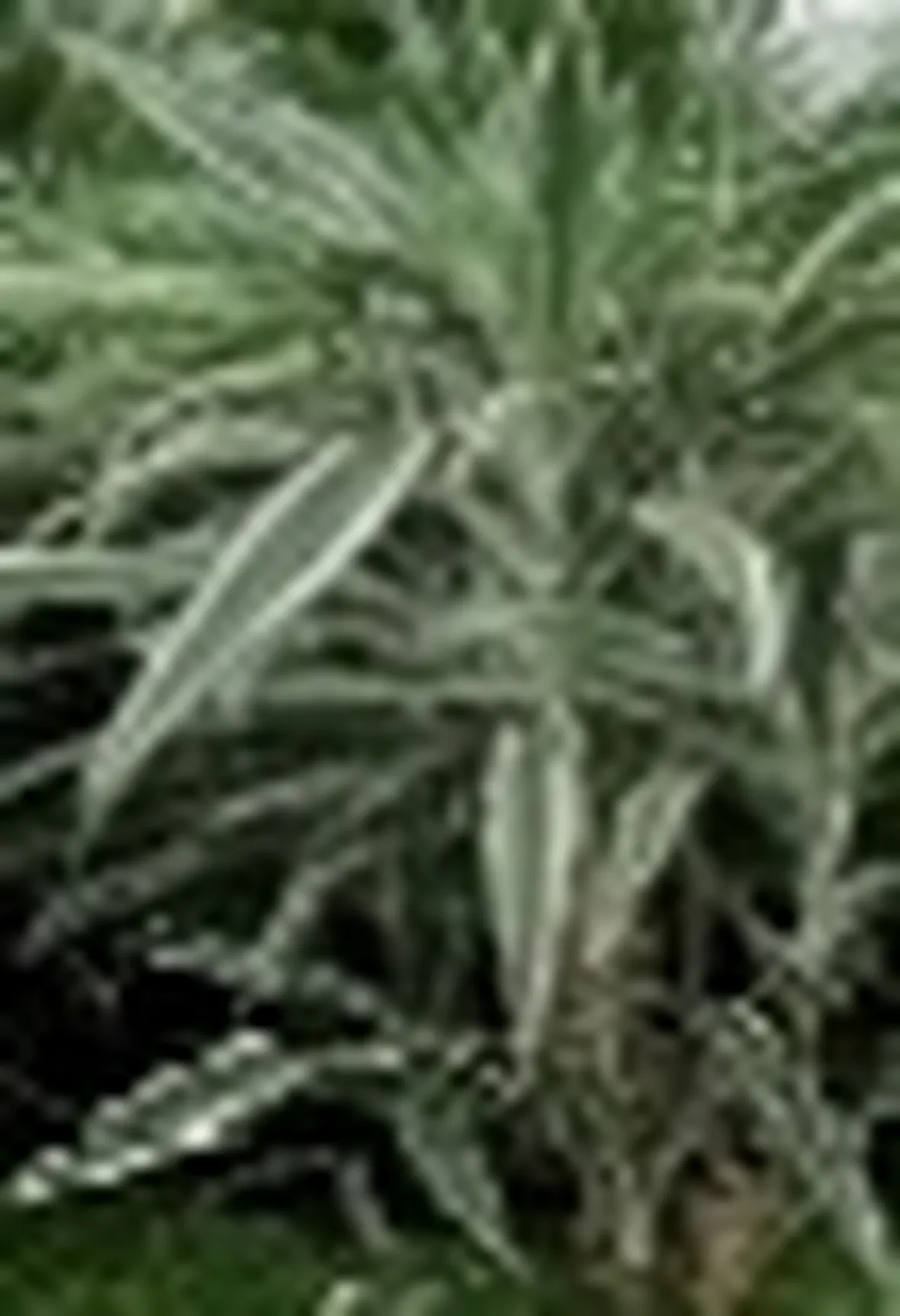 dracena a foglie striate