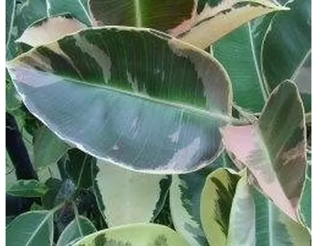 ficus