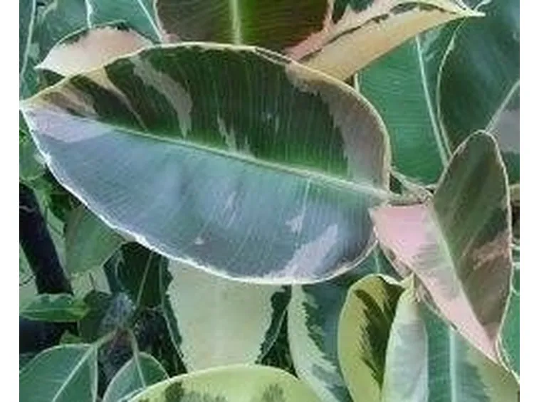 ficus
