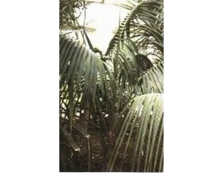 Howea fosteriana