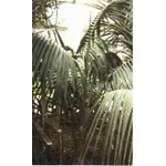 Howea fosteriana
