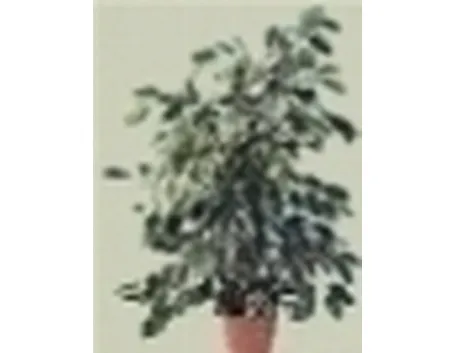 Ficus
