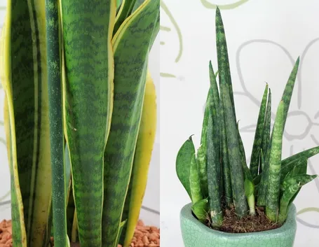 sanseveria