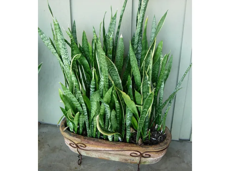 sanseveria