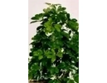 schefflera