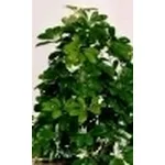 schefflera