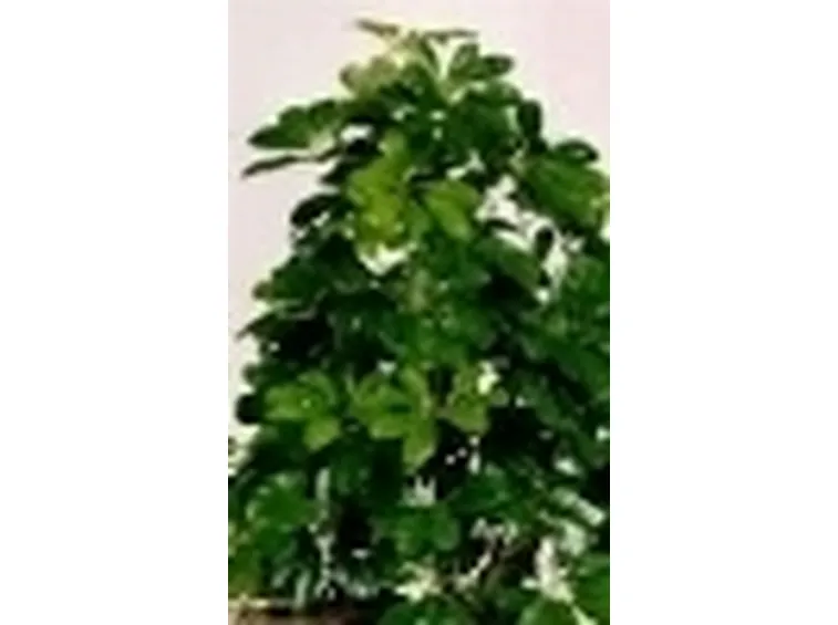 schefflera
