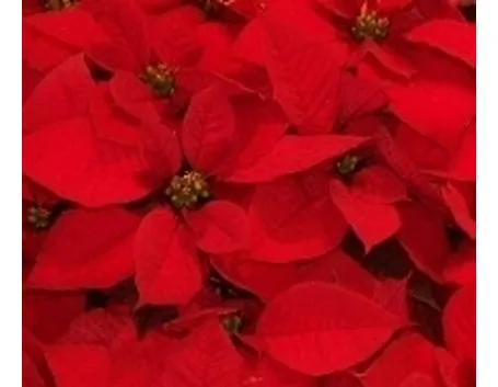 Stella di natale
