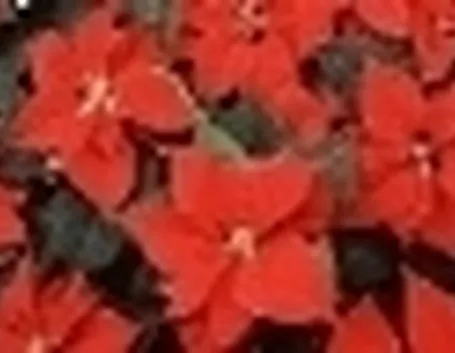 Stella di Natale