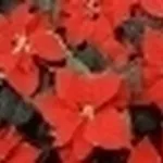 Stella di Natale