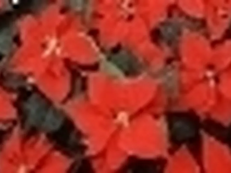 Stella di Natale