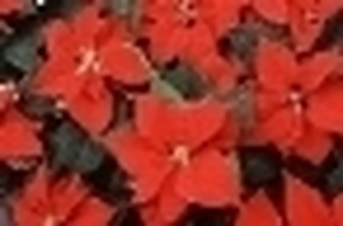 Stella di Natale