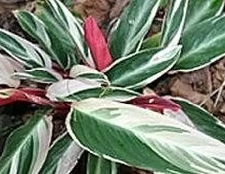stromanthe
