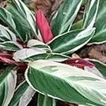 stromanthe