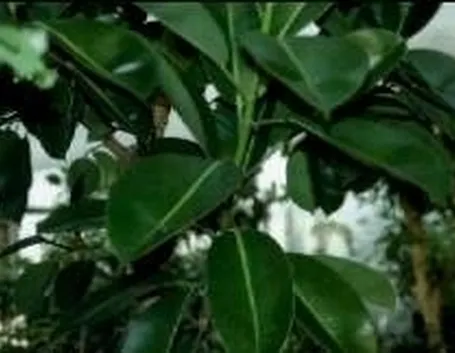 ficus