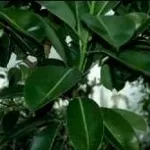 ficus