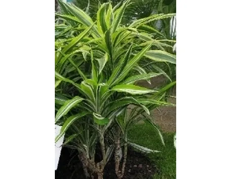 dracena