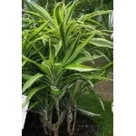 dracena