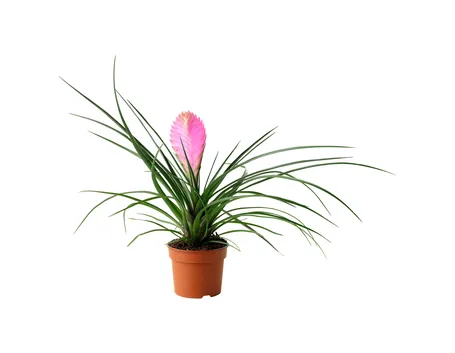 tillandisa cyanea