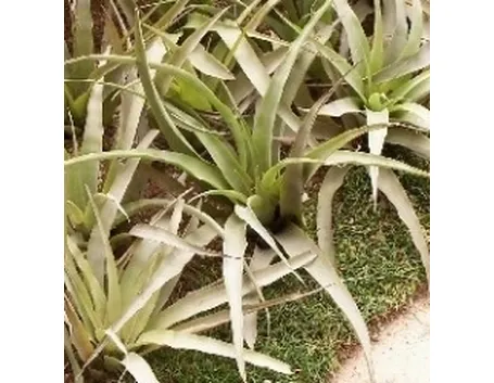 tillandsia