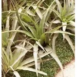 tillandsia