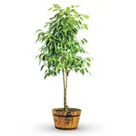 ficus
