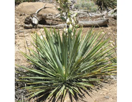 yucca