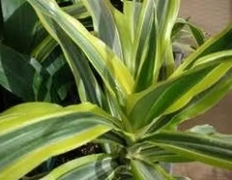 Dracaena