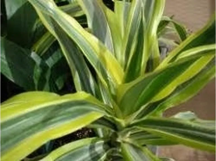 Dracaena