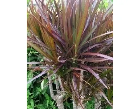 Dracena