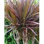 Dracena