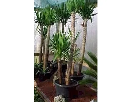 yucca