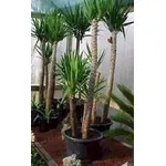 yucca