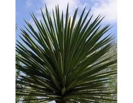 Yucca