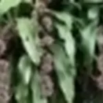 dracena