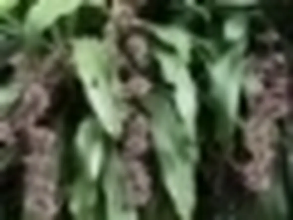 dracena