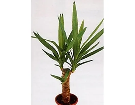 Yucca