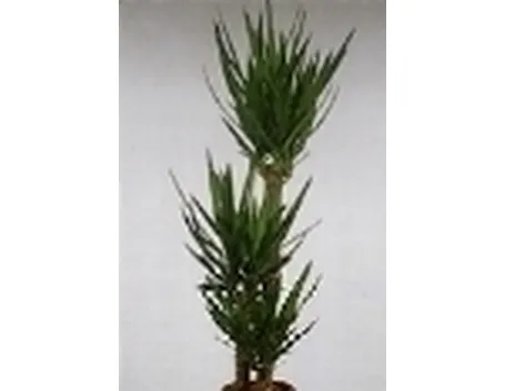 Yucca
