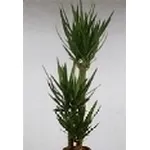 Yucca