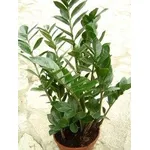 Zamia