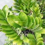 Zamioculcas