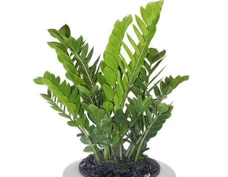 Zamioculcas